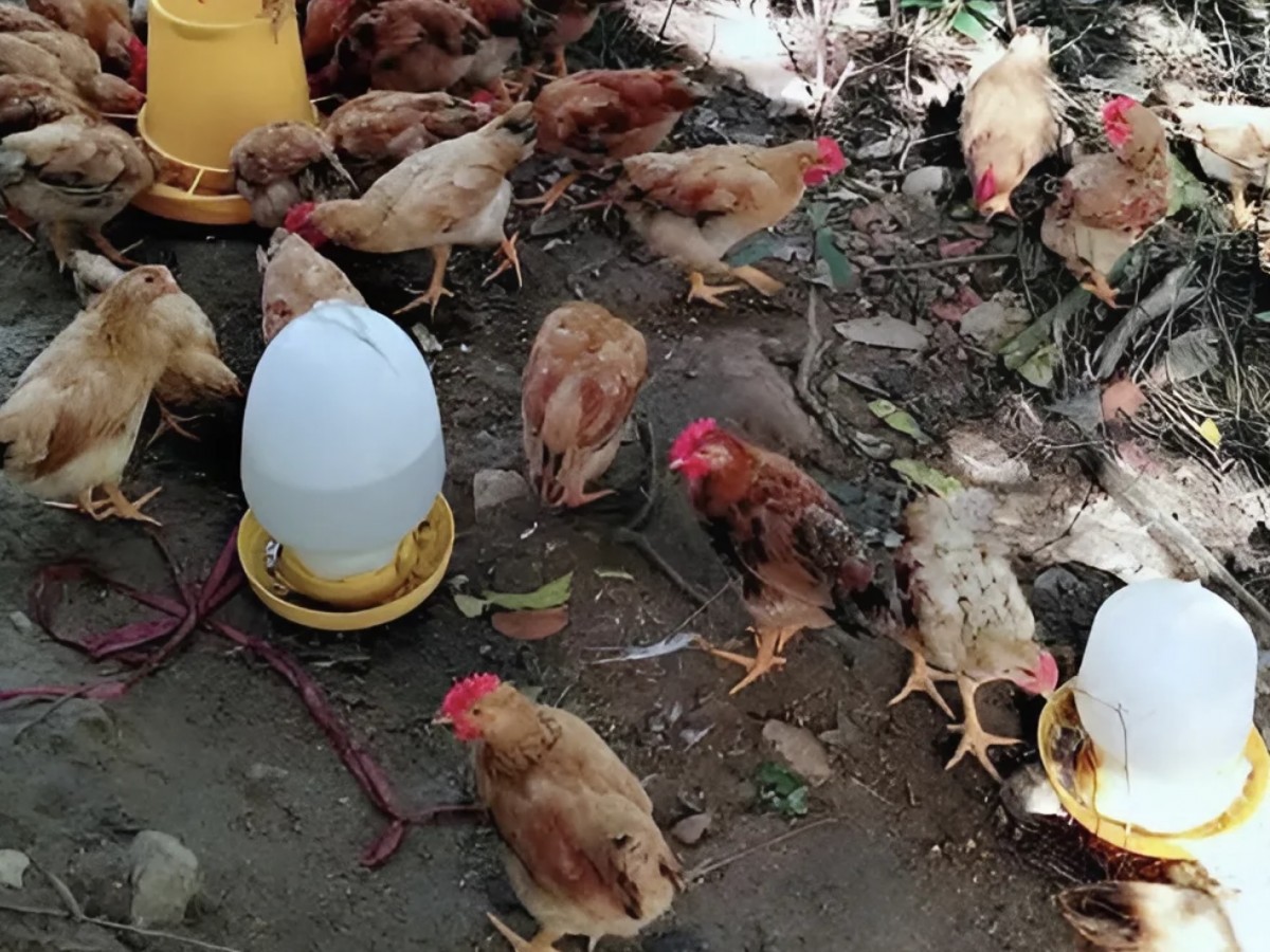 Hành trình từ làng nghề bánh tráng nổi tiếng đến mô hình chăn nuôi hữu cơ