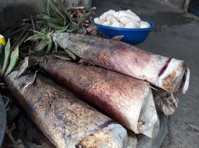 Lào Cai: Dừng khai thác măng vầu trên địa bàn huyện Văn Bàn