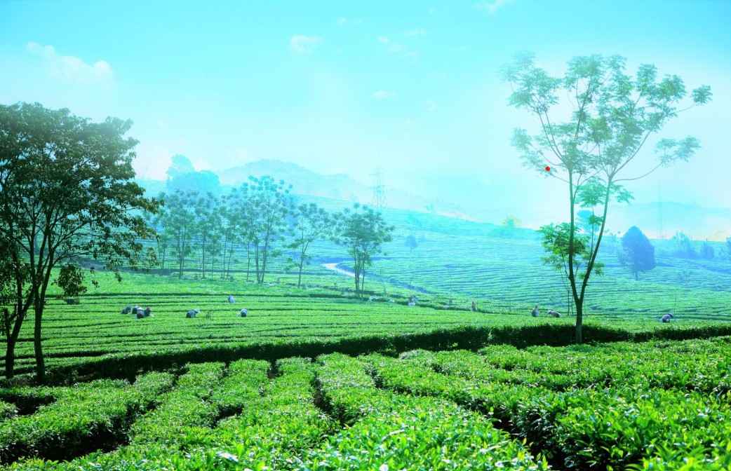 Lai Châu: Huyện Than Uyên tập trung phát triển vùng nguyên liệu chè