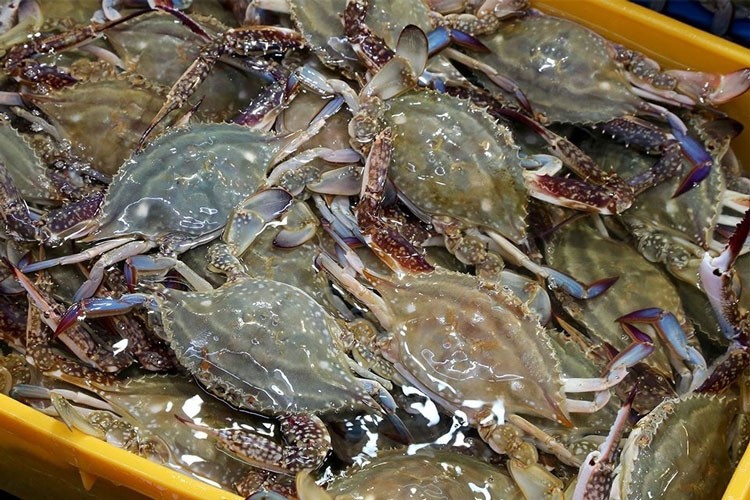 Cua ghẹ Việt Nam 