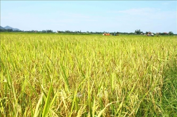 Thái Bình: Hưng Hà đẩy mạnh sản xuất gạo xuất khẩu theo tiêu chuẩn Nhật Bản
