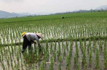 hai phong to chuc kiem tra tinh hinh sau benh tren lua ca chua vu xuan he 2025