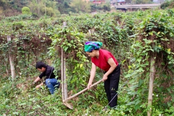 ha thu o do tro thanh cay kinh te chu luc chap canh nang tam thuong hieu nong san