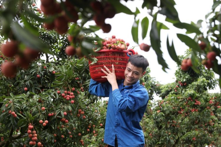 Tiềm năng và thách thức khi phát triển nông nghiệp hưu cơ tại nông thôn Việt Nam
