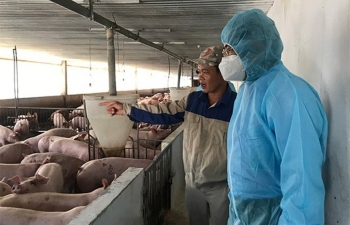 Tập trung vào 6 trụ cột để phát triển chăn nuôi bền vững