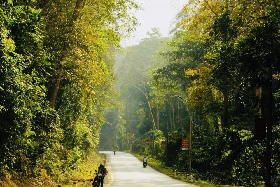 Vẻ đẹp kỳ ảo của rừng săng lẻ Tương Dương trong khu dự trữ sinh quyển miền Tây Nghệ An