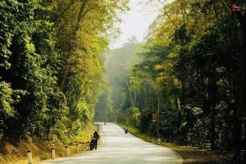 Vẻ đẹp kỳ ảo của rừng săng lẻ Tương Dương trong khu dự trữ sinh quyển miền Tây Nghệ An