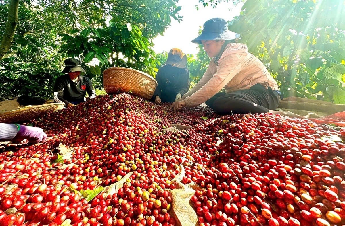 Giá cà phê tăng cao góp phần nâng cao đời sống kinh tế người dân Tây Nguyên