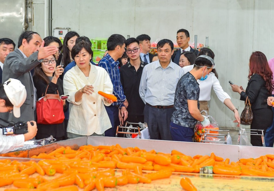 Bộ trưởng Bộ Nông nghiệp Hàn Quốc thăm vùng sản xuất cà rốt tại Hải Dương