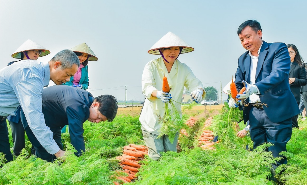 Bộ trưởng Bộ Nông nghiệp Hàn Quốc thăm vùng sản xuất cà rốt tại Hải Dương