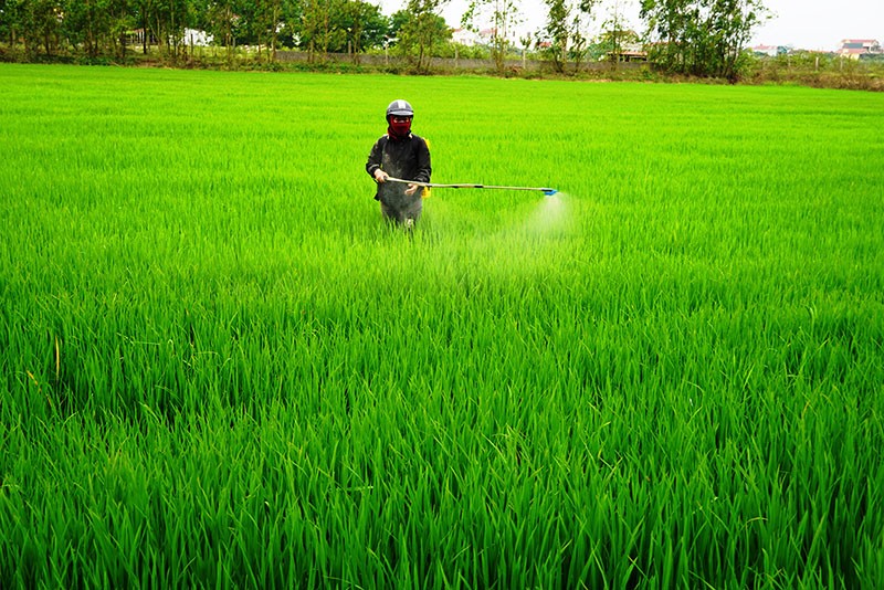 Quảng Bình tích cực phòng chống các loại sâu bệnh trên lúa vụ Đông Xuân
