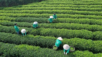 Giảm phát thải khí nhà kính là vấn đề của toàn xã hội