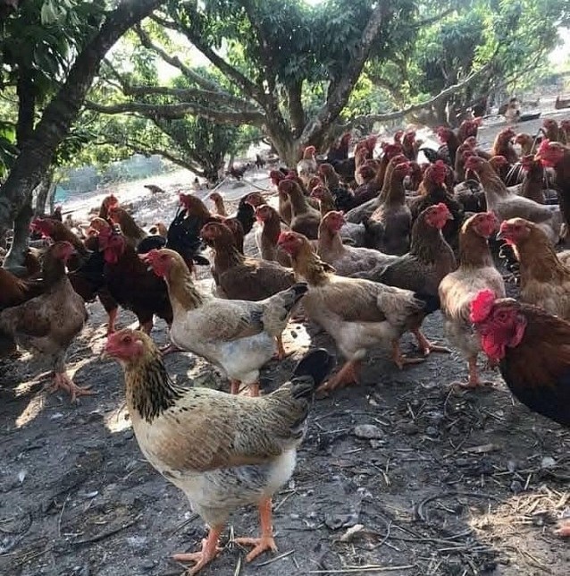 Quảng Ninh: Kết quả phát triển sản xuất chăn nuôi Quý I năm 2025