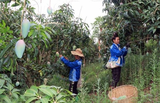 Trồng Xoài hữu cơ đang phát triển ở Sơn La
