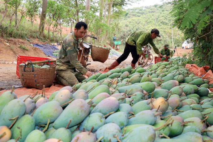 Trồng Xoài hữu cơ đang phát triển ở Sơn La