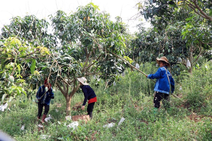 Trồng Xoài hữu cơ đang phát triển ở Sơn La