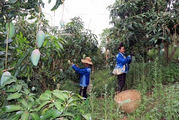 Trồng Xoài hữu cơ đang phát triển ở Sơn La