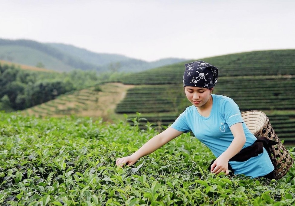 Chè xanh Nghệ An mất mùa nghiêm trọng, giá tăng vọt nhưng vẫn khan hiếm