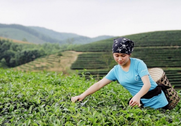 Chè xanh Nghệ An mất mùa nghiêm trọng, giá tăng vọt nhưng vẫn khan hiếm
