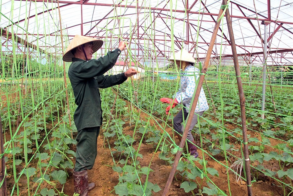 Tiềm năng và thách thức phát triển nông nghiệp hữu cơ tại nông thôn Việt Nam