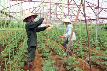 Tiềm năng và thách thức phát triển nông nghiệp hữu cơ tại nông thôn Việt Nam