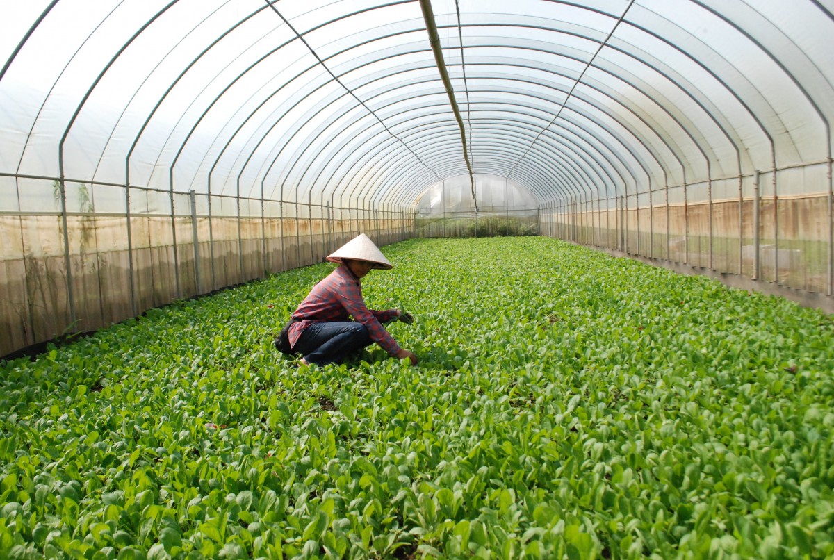 Tiềm năng và thách thức khi phát triển nông nghiệp hưu cơ tại nông thôn Việt Nam