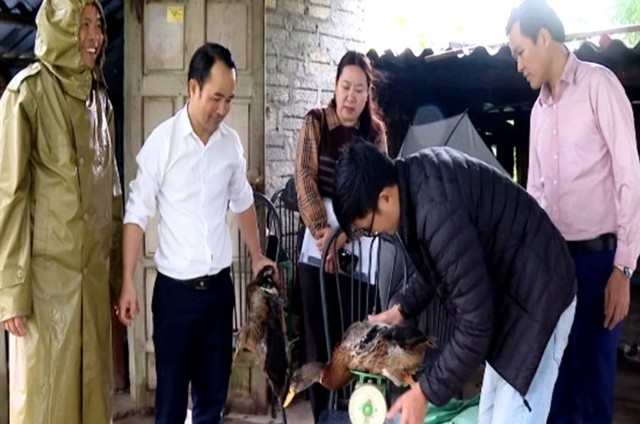 Nuôi thử nghiệm giống vịt Bầu Bến thương phẩm theo hướng bán chăn thả ở Quảng Bình