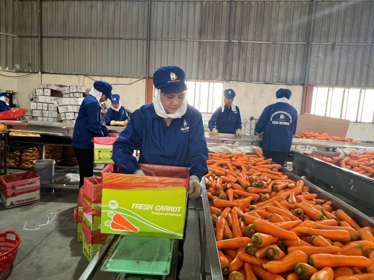 Tỷ phú nông dân “chỉ cách làm giàu” ở Hải Dương
