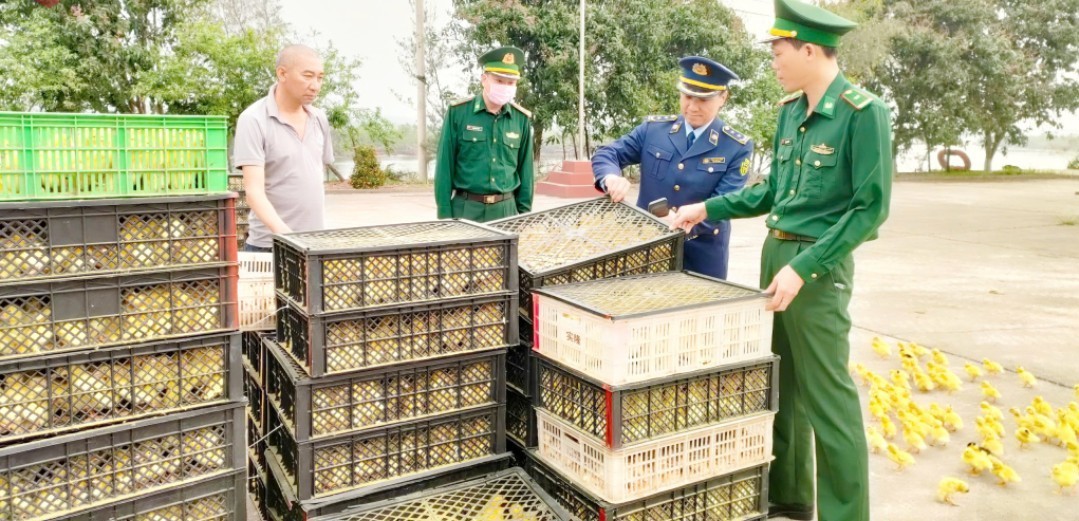 Quảng Ninh: Bắt giữ số lượng lớn gia cầm giống không rõ nguồn gốc