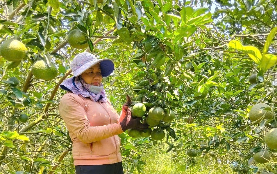 Cam sành tỉnh Vĩnh Long sản phẩm đạt OCOP 4 sao được hỗ trợ tiêu thụ tại Hải Phòng