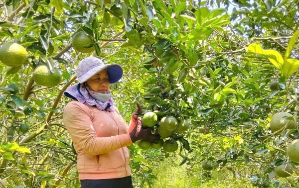 Cam sành tỉnh Vĩnh Long sản phẩm đạt OCOP 4 sao được hỗ trợ tiêu thụ tại Hải Phòng