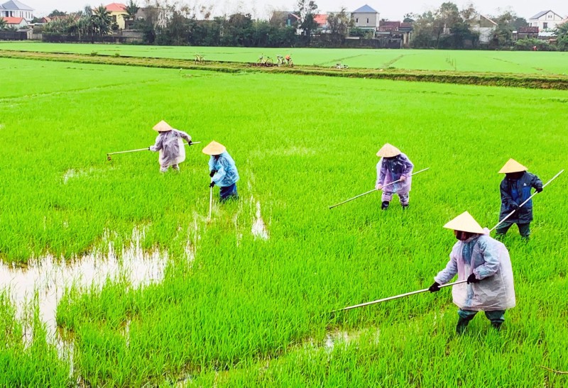 Quảng Bình: Huyện Quảng Ninh phát triển lúa chất lượng cao theo tiêu chuẩn VietGAP