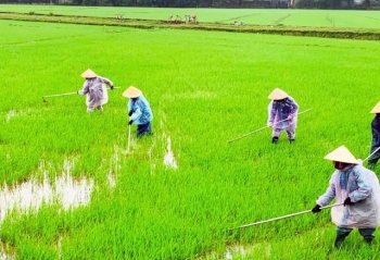 Quảng Bình: Huyện Quảng Ninh phát triển lúa chất lượng cao theo tiêu chuẩn VietGAP