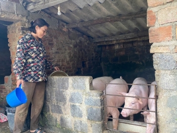 Quảng Bình: Nhiều hộ nông dân thoát nghèo từ nguồn vốn hỗ trợ của Ngân hàng chính sách