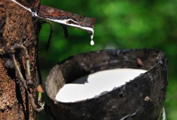 Kon Tum: Chỉ đạo kiểm tra thủ tục pháp lý đối với các cơ sở trong lĩnh vực bảo vệ môi trường