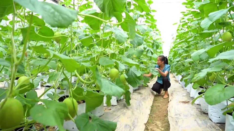 Phát triển nông nghiệp thông minh - hướng đi bền vững, an toàn