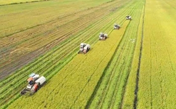 Khuyến khích nông dân tham gia Đề án 1 triệu ha lúa chất lượng cao, phát thải thấp