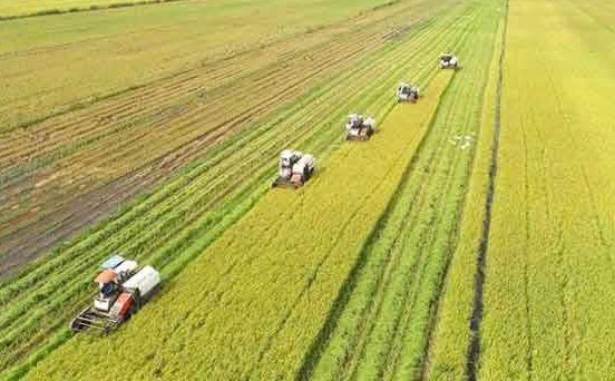 Khuyến khích nông dân tham gia Đề án 1 triệu ha lúa chất lượng cao, phát thải thấp