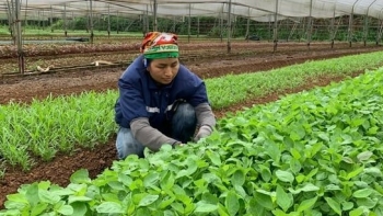 Hải Dương: Nhiều huyện vượt kế hoạch trồng rau màu vụ xuân
