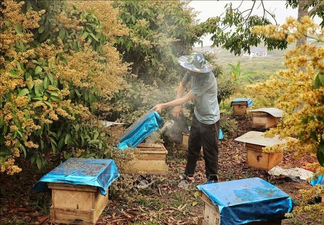 Bắc Giang thu hoạch mật ong hoa vải chín sớm