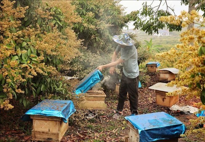 Bắc Giang thu hoạch mật ong hoa vải chín sớm