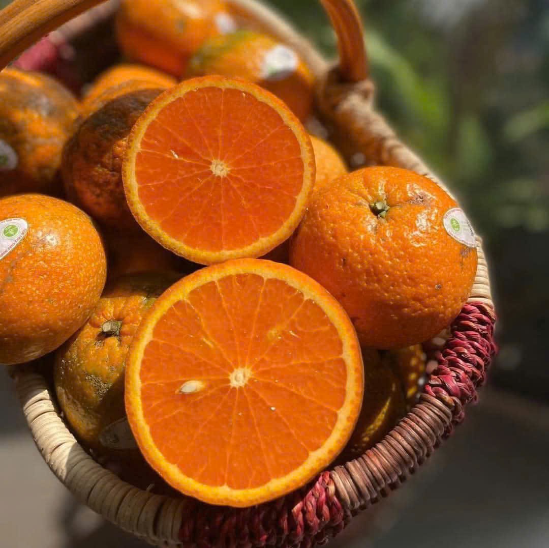 Hành trình đưa cam Hai Đông từ Măng Đen về Bác Tôm ở Thủ đô Hà Nội
