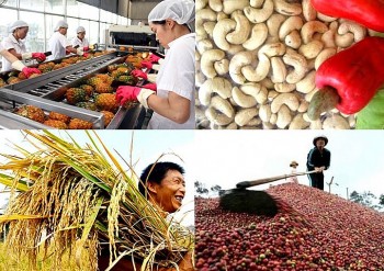 Xuất khẩu nông sản quý 1/2025 đạt 15,71 tỷ USD