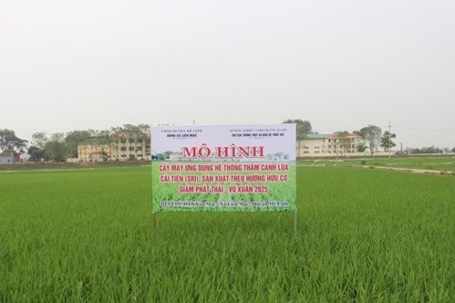 Đến năm 2030, Hà Nội có 80% diện tích lúa áp dụng SRI