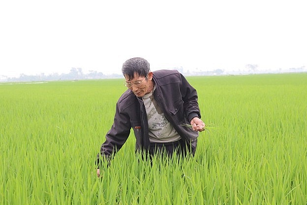 Đến năm 2030, Hà Nội có 80% diện tích lúa áp dụng SRI