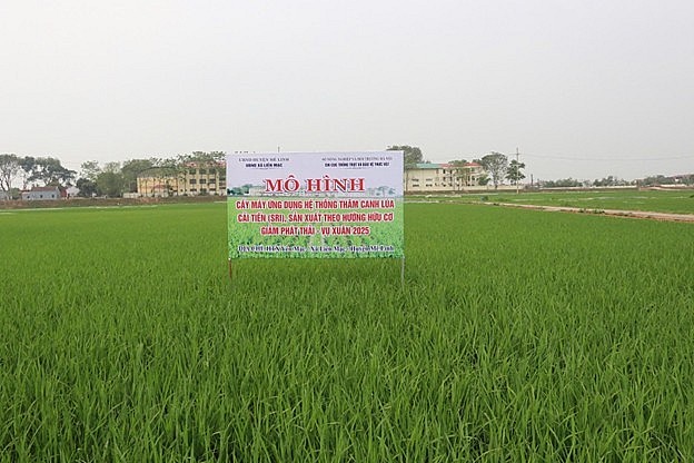 Đến năm 2030, Hà Nội có 80% diện tích lúa áp dụng SRI
