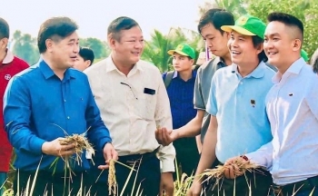 Canh tác lúa giảm phát thải: Hành trình nâng cao giá trị hạt gạo Việt
