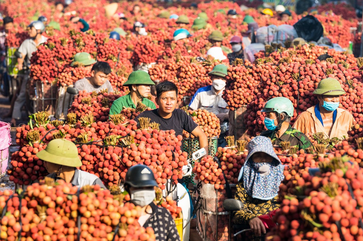 Quy trình trồng vải thiều ở Bắc Giang theo phương pháp hữu cơ