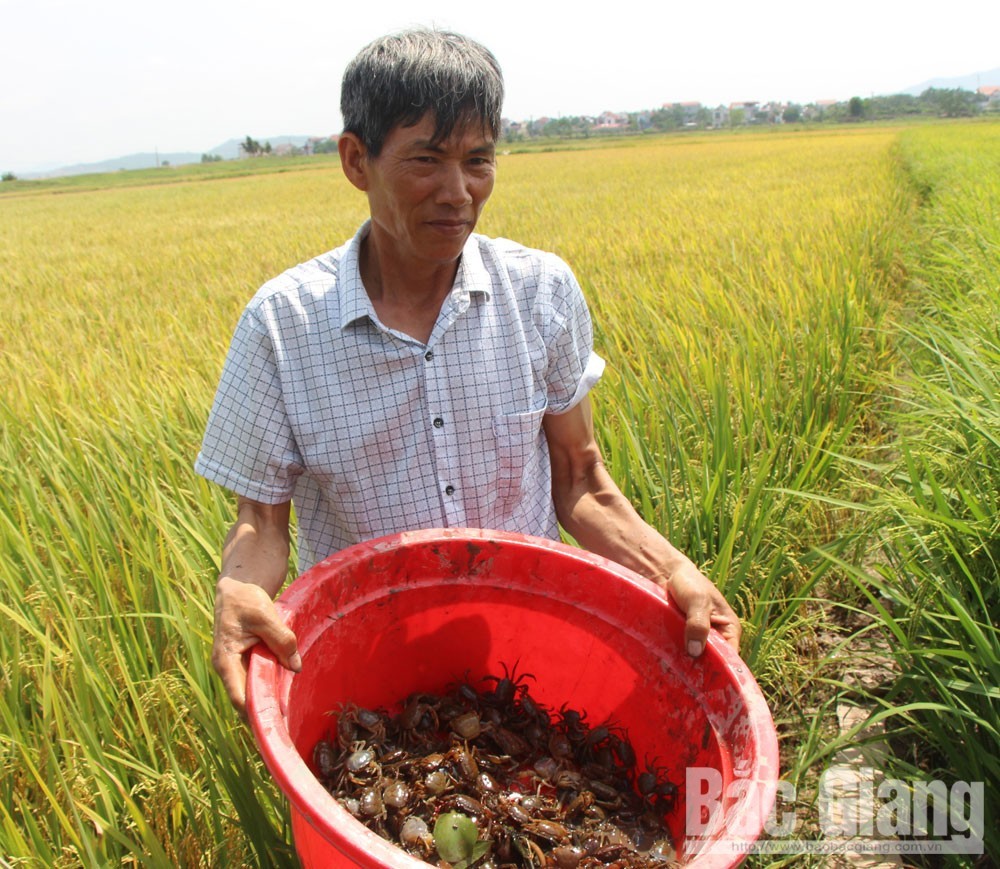 Lúa hữu cơ kết hợp nuôi cua ở Thái Bình - Một cách làm mới