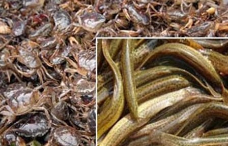 Lúa hữu cơ kết hợp nuôi cua ở Thái Bình - Một cách làm mới